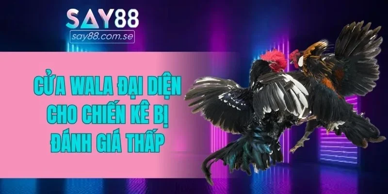 Cửa Wala đại diện cho chiến kê bị đánh giá thấp