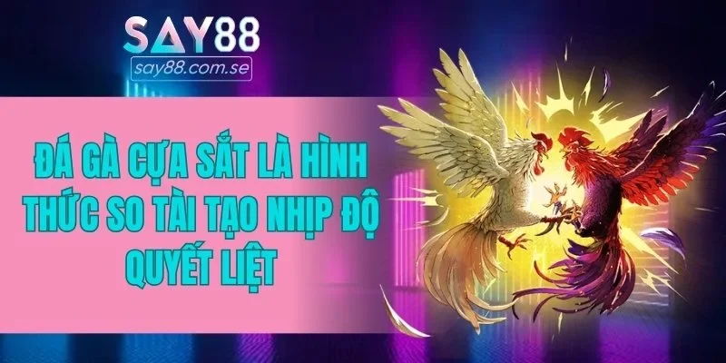 Đá gà cựa sắt là hình thức so tài tạo nhịp độ quyết liệt