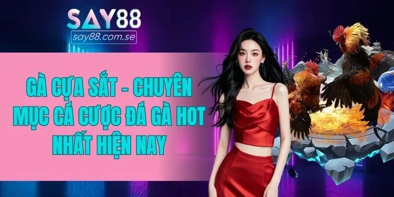 gà cựa sắt