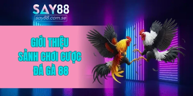 Giới thiệu sảnh chơi cược đá gà 88