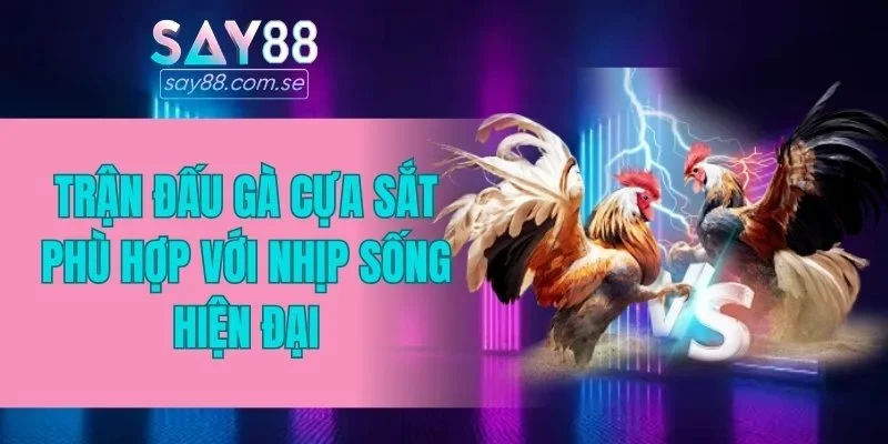 Trận đấu gà cựa sắt phù hợp với nhịp sống hiện đại